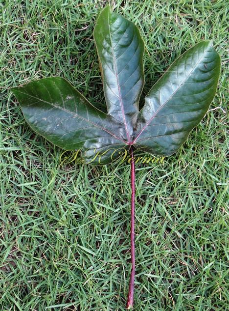  Leaf